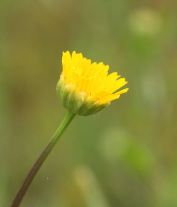 Coleostephus myconis? S